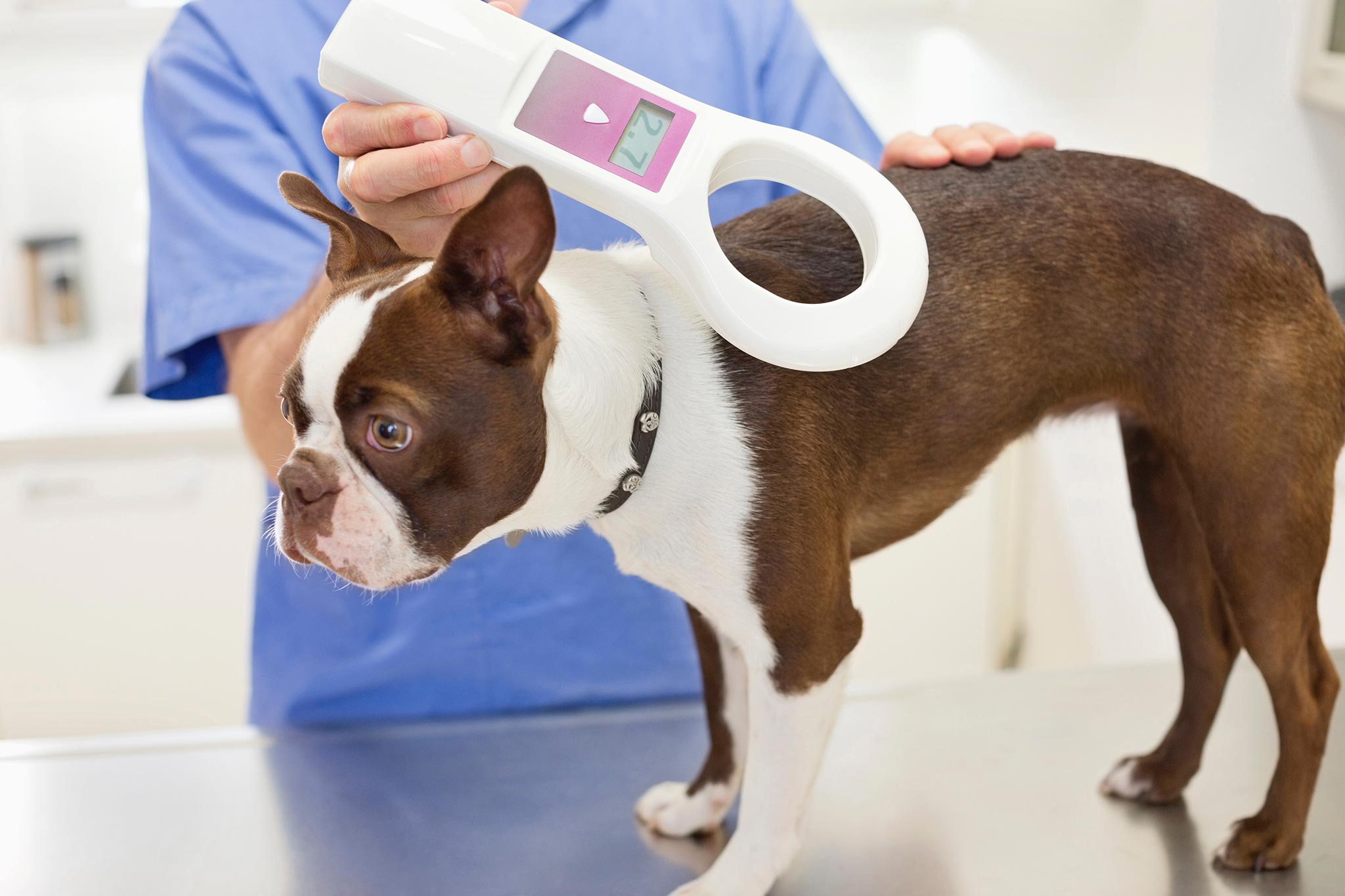 microciparea la animalele de companie