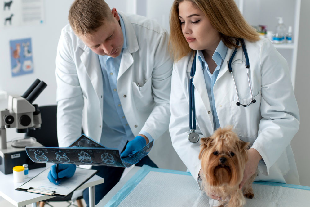 Utilizarea ecografiei în ortopedia veterinară