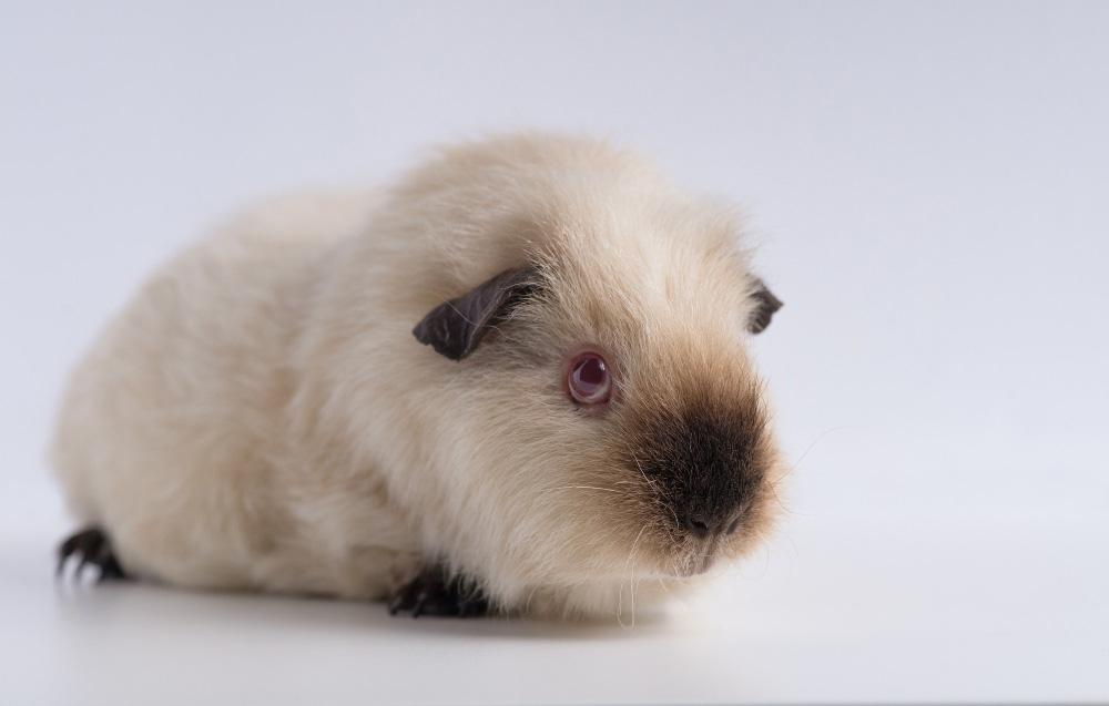 Cum recunoști simptomele cancerului la animale