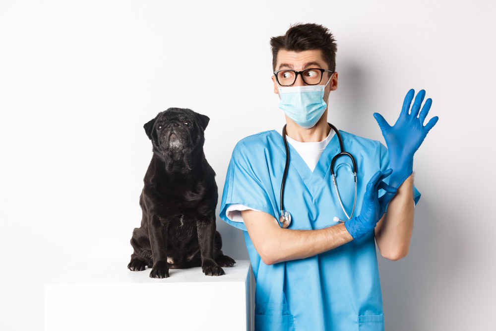 Întrebări adresate medicilor veterinari
