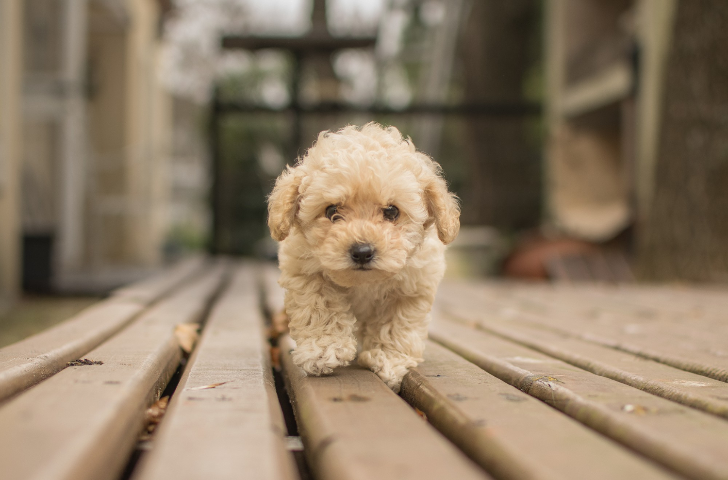 ce-nu-are-voie-sa-manance-un-bichon-maltez-1