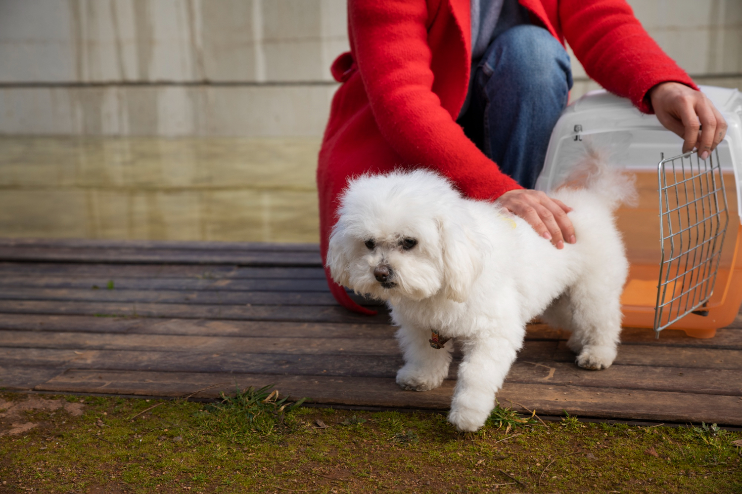 ce-nu-are-voie-sa-manance-un-bichon-maltez-3