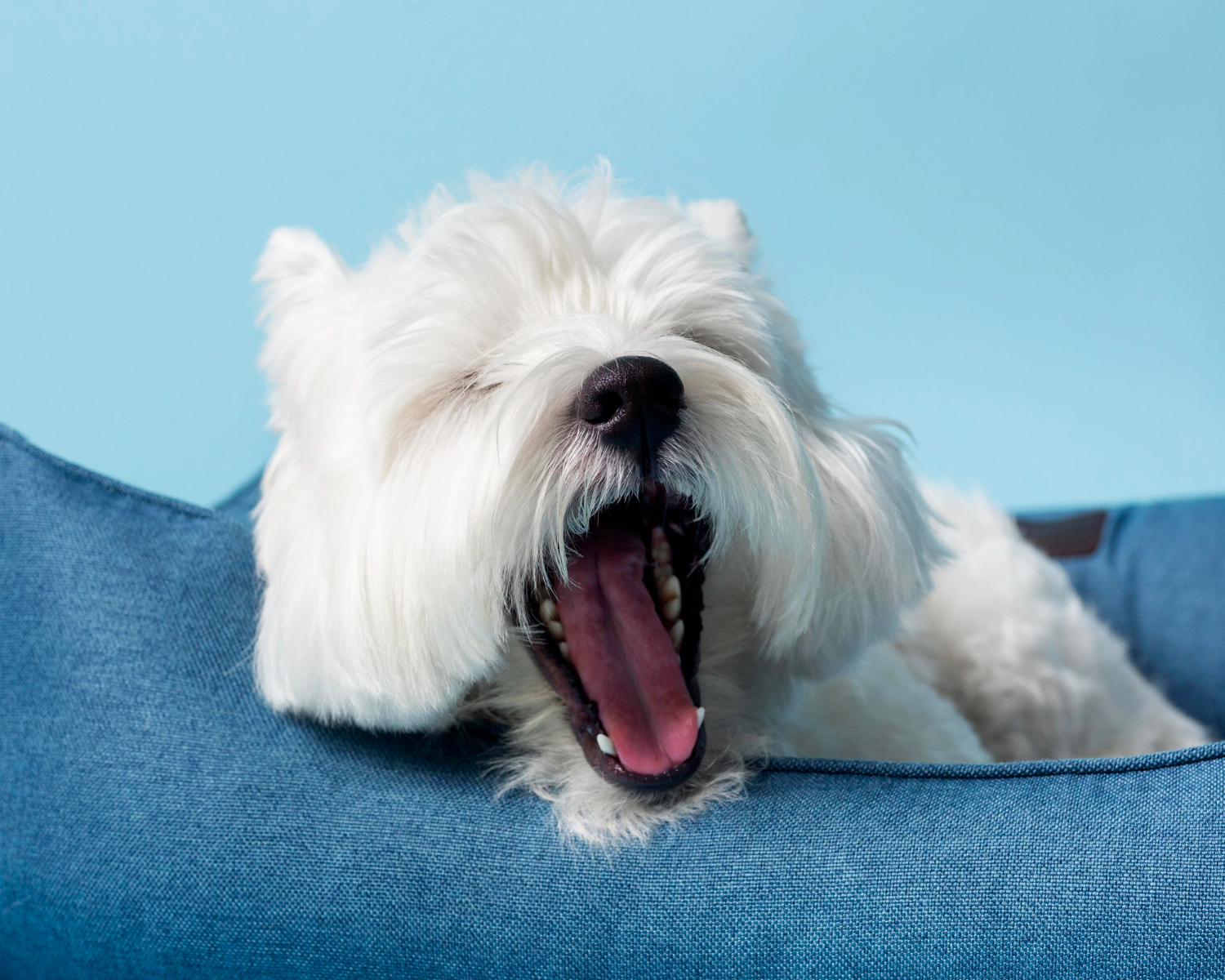 ce-nu-are-voie-sa-manance-un-bichon-maltez-5