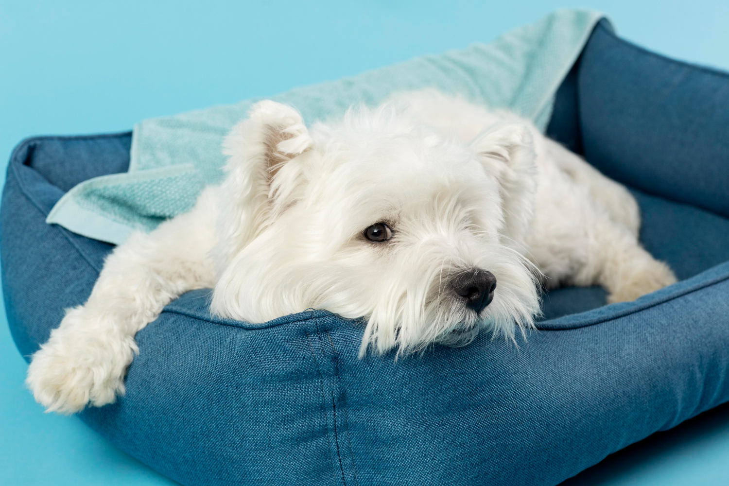 ce-nu-are-voie-sa-manance-un-bichon-maltez-7