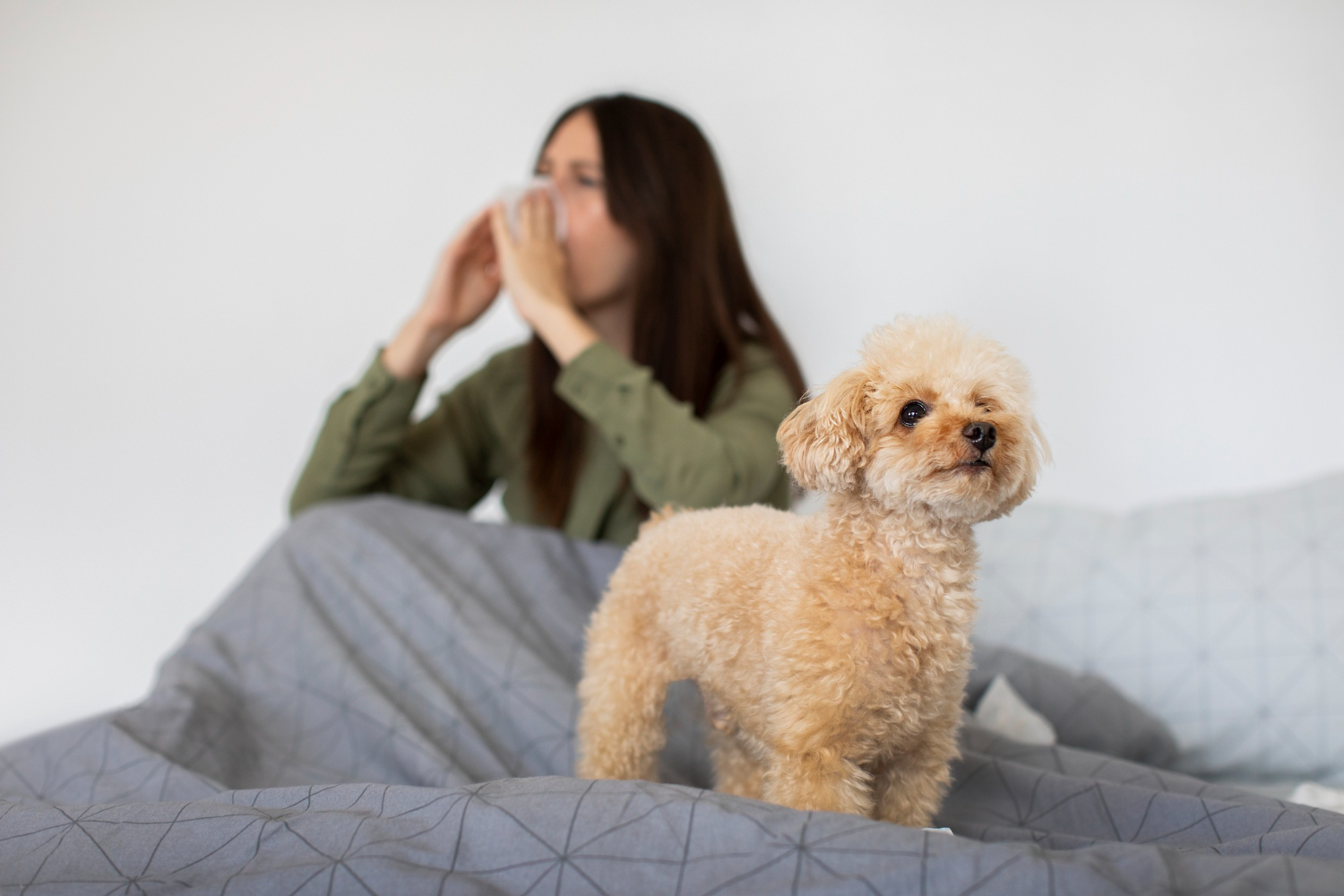 ce-nu-are-voie-sa-manance-un-bichon-maltez-8