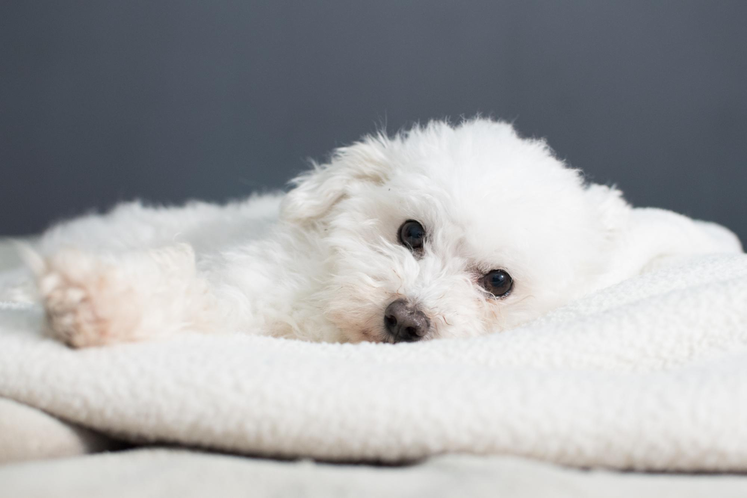 ce-nu-are-voie-sa-manance-un-bichon-maltez