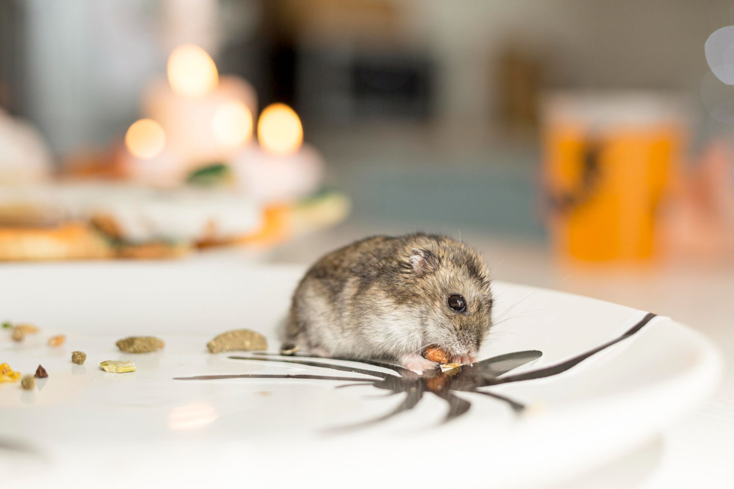 mancare-hamsteri-1