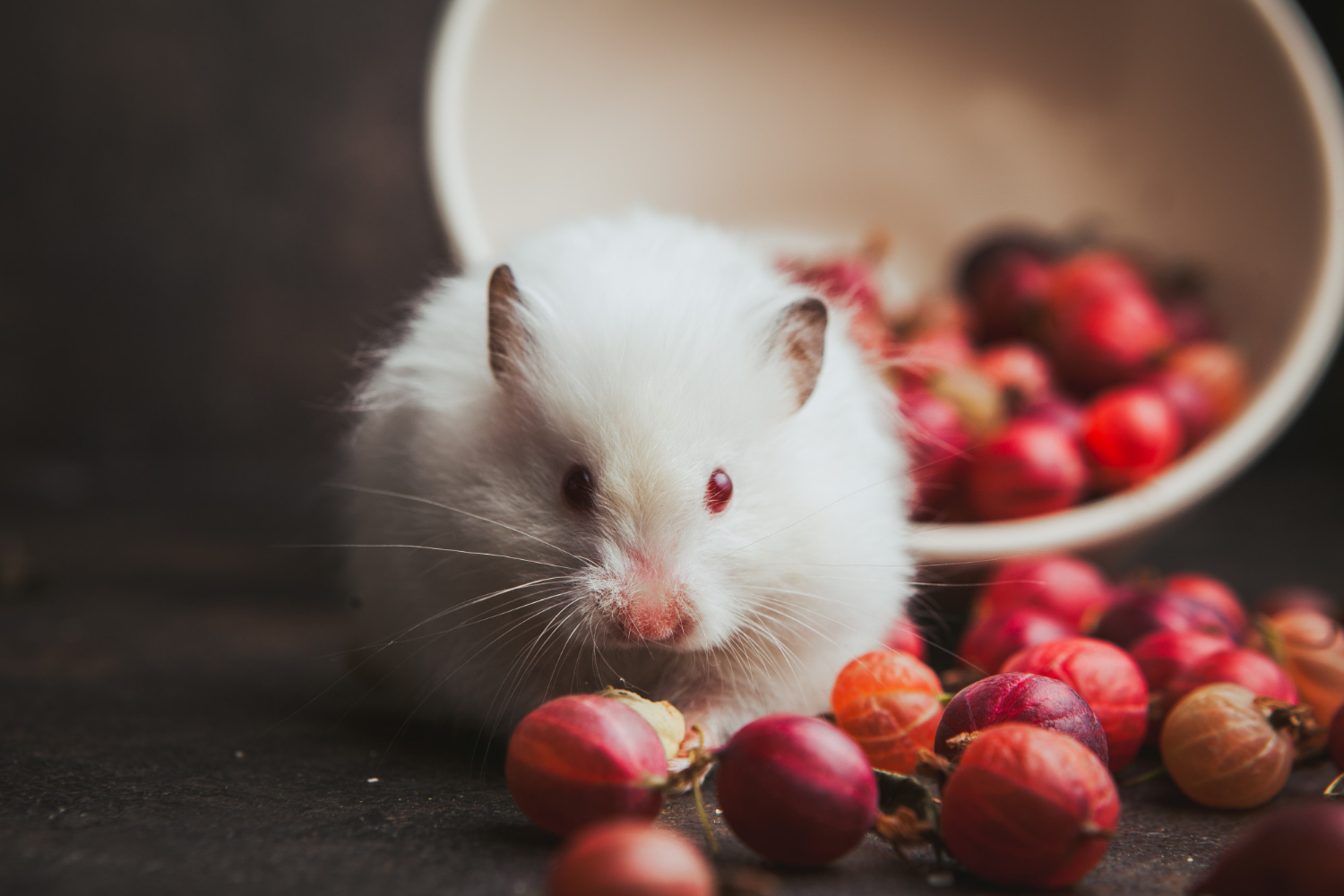 mancare-hamsteri-3