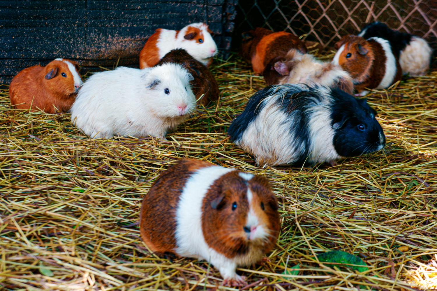 mancare-hamsteri-4