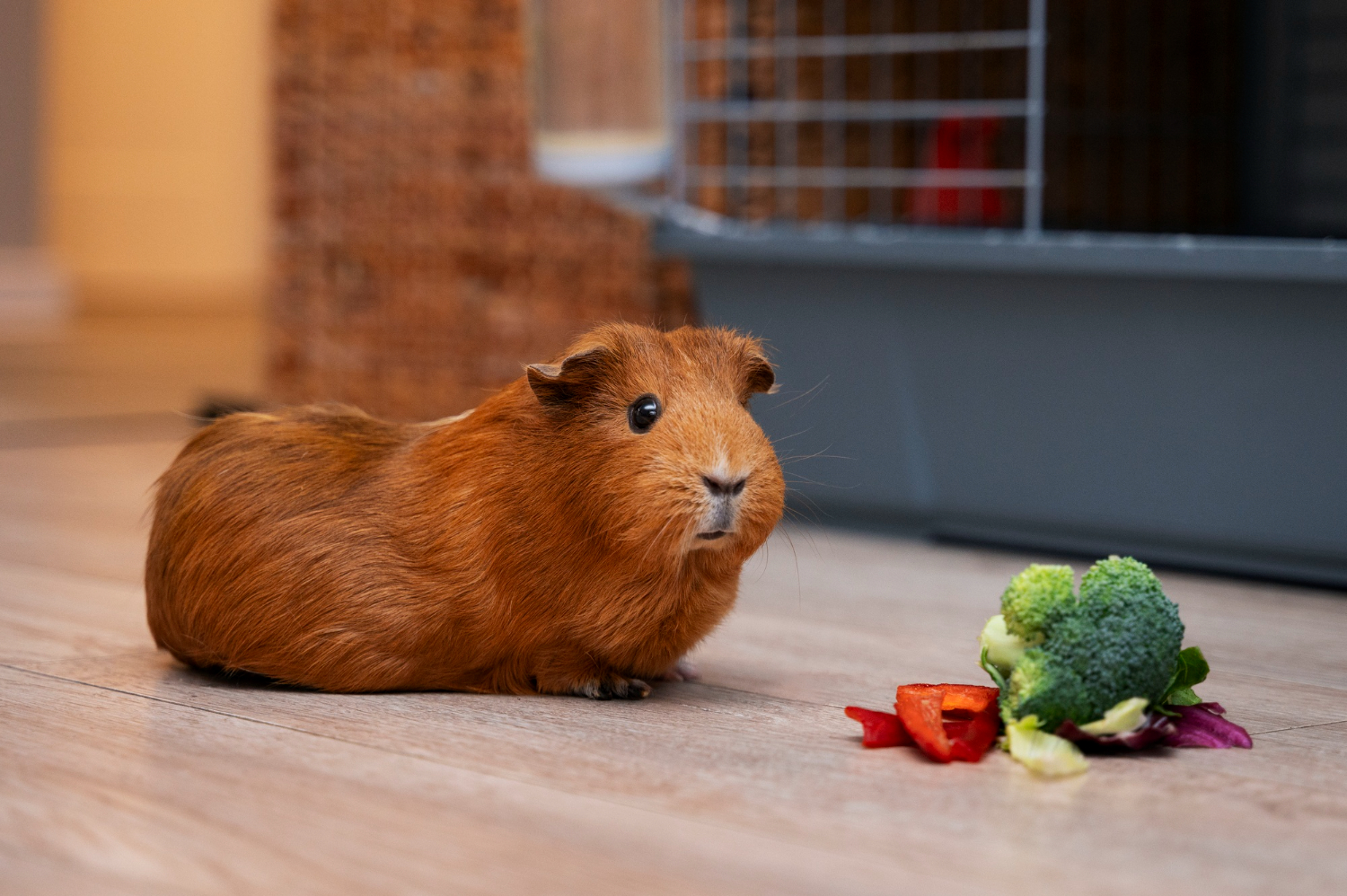 mancare-hamsteri-6