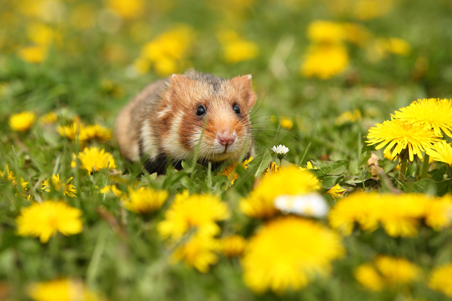 mancare-hamsteri-7