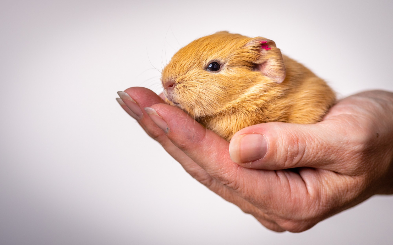 mancare-hamsteri-8
