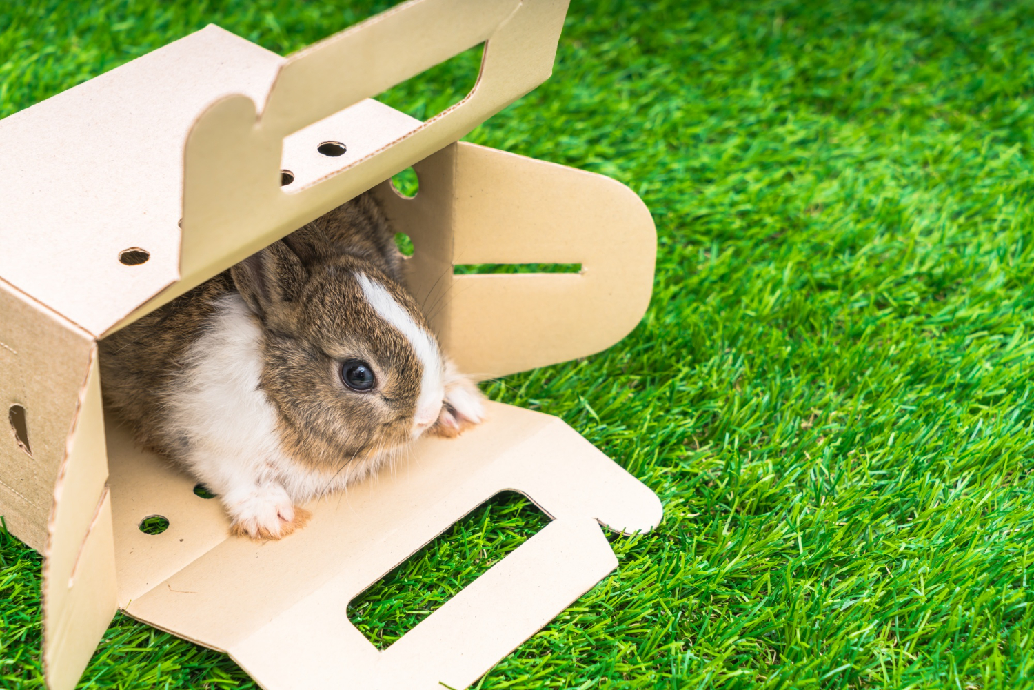 mancare-hamsteri