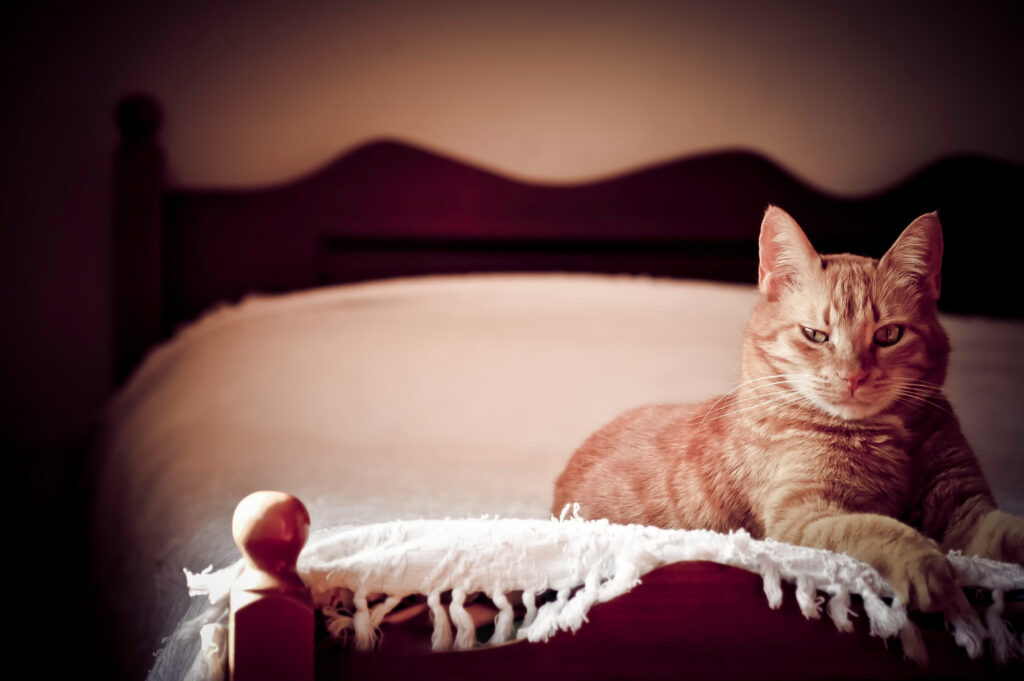 cat-dureaza-caldurile-la-pisici (2)