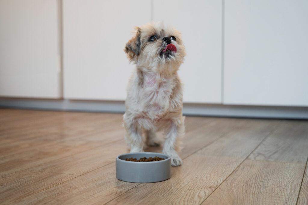 cea-mai-buna-mancare-pentru-bichon-maltez-5