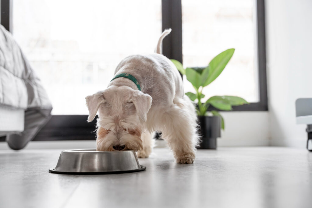 cea-mai-buna-mancare-pentru-bichon-maltez-6