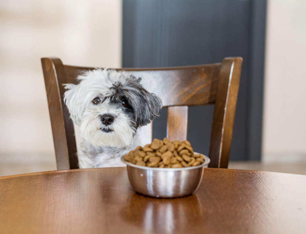 cea-mai-buna-mancare-pentru-bichon-maltez-7