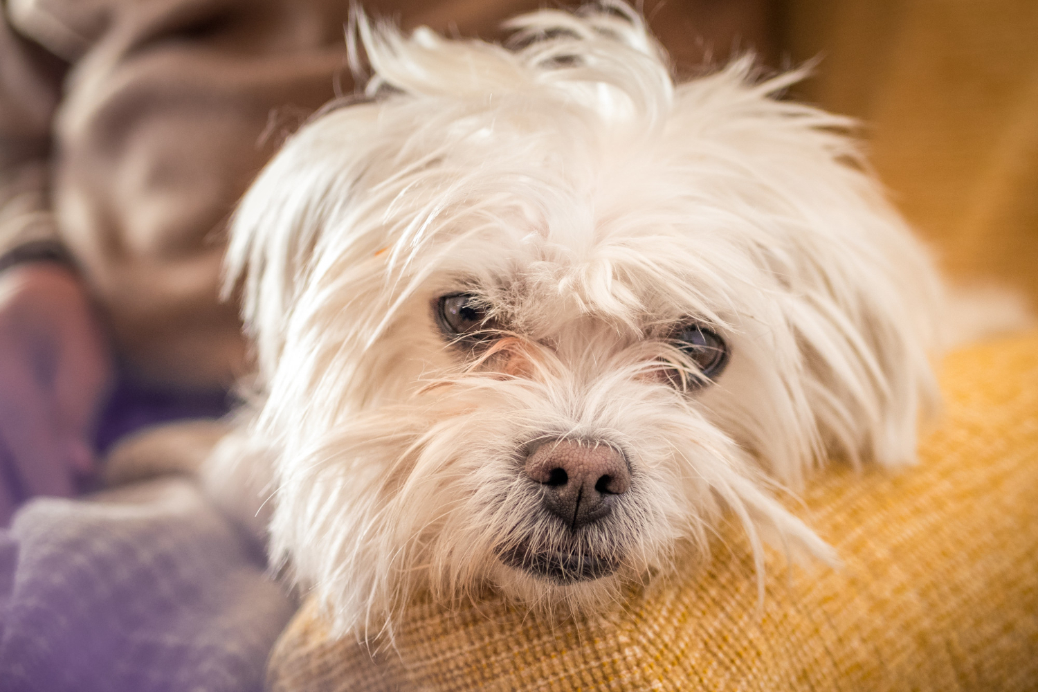 cea-mai-buna-mancare-pentru-bichon-maltez