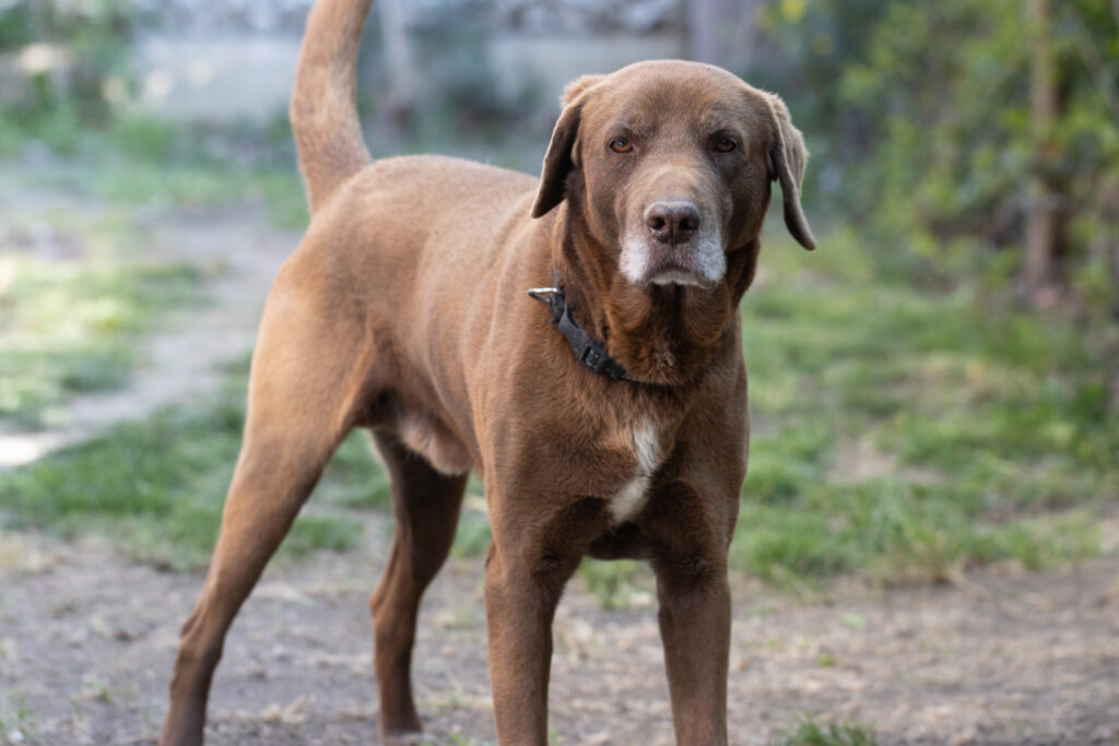 boli-labrador-4