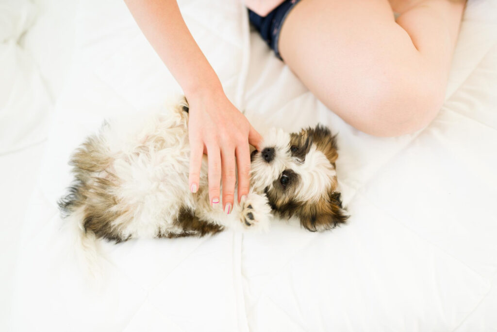 cat-tine-menstruatia-la-catele-bichon-4