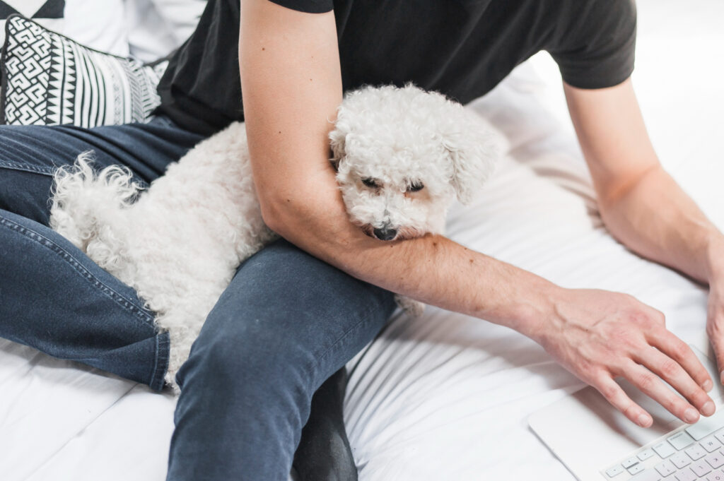 cat-tine-menstruatia-la-catele-bichon-5