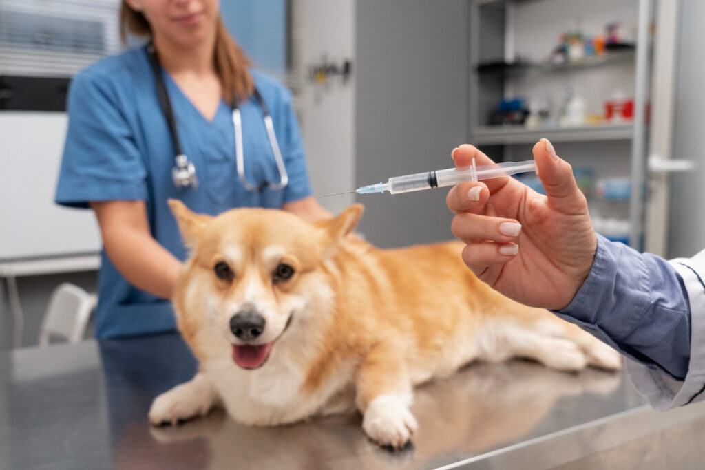 vaccin-anual-pisici-3