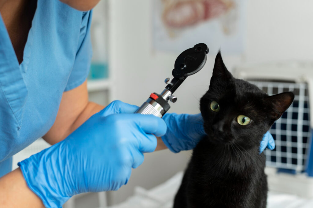 vaccin-anual-pisici-5