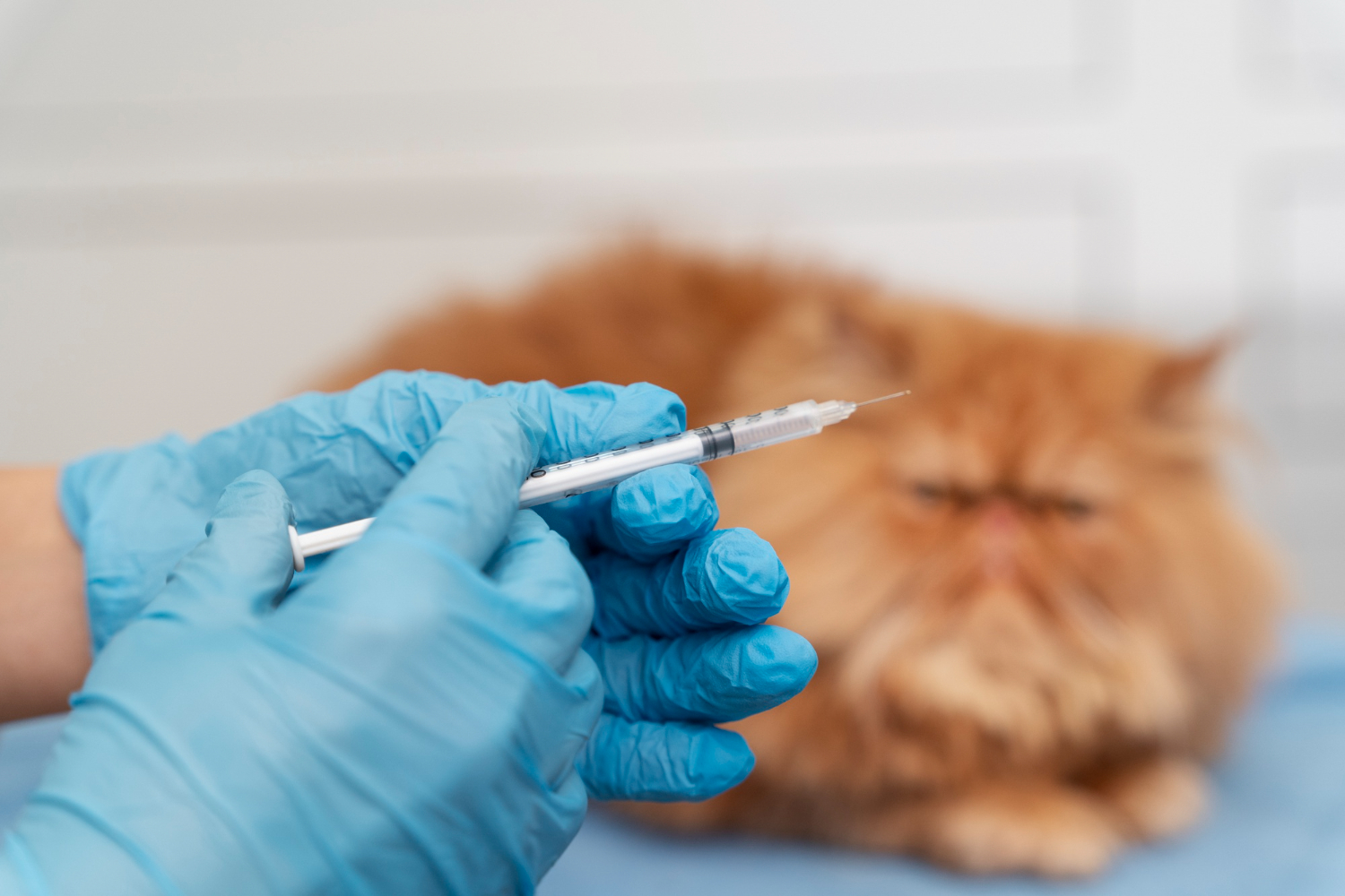 vaccin-anual-pisici