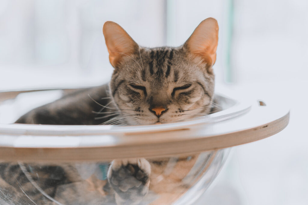 cat-traieste-o-pisica-sterilizata-1