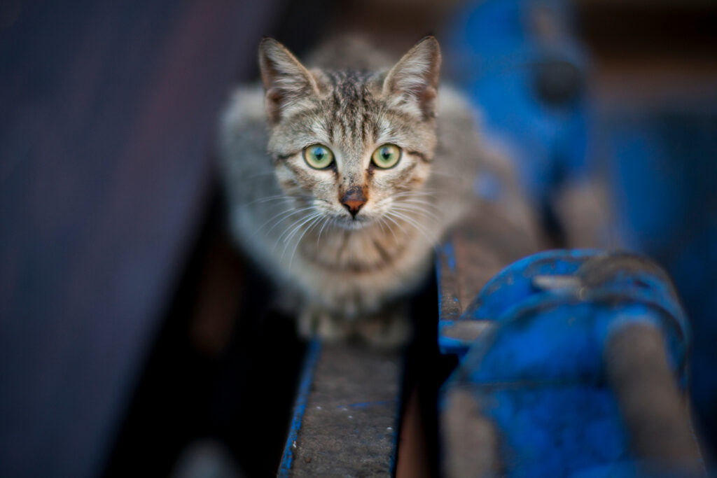 cat-traieste-o-pisica-sterilizata-2