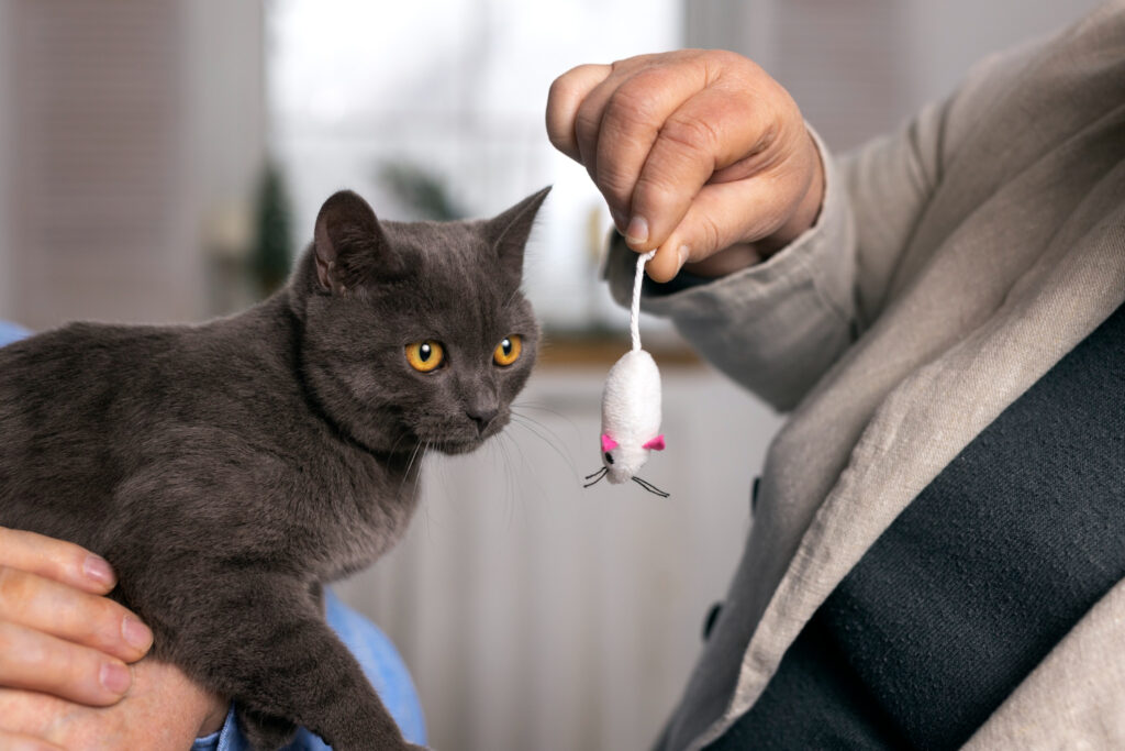 cat-traieste-o-pisica-sterilizata-3