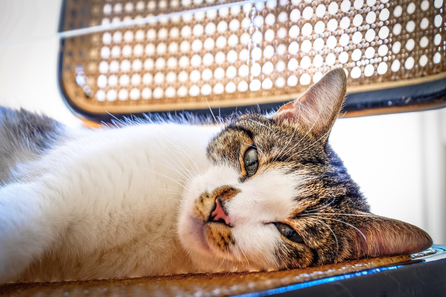 cat-traieste-o-pisica-sterilizata