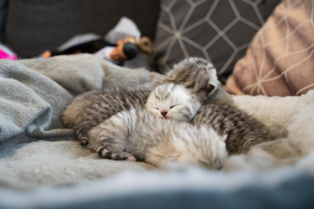 cat-dureaza-gestatia-la-pisici-1