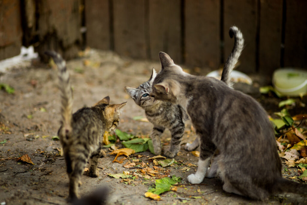 cat-dureaza-gestatia-la-pisici-4
