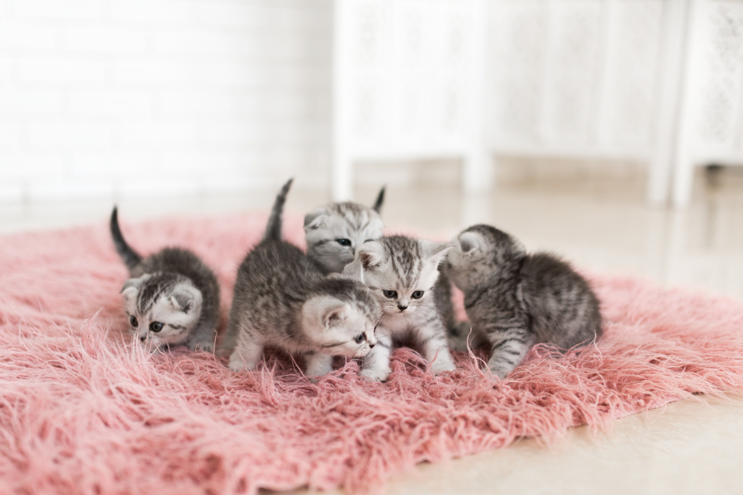 cat-dureaza-gestatia-la-pisici