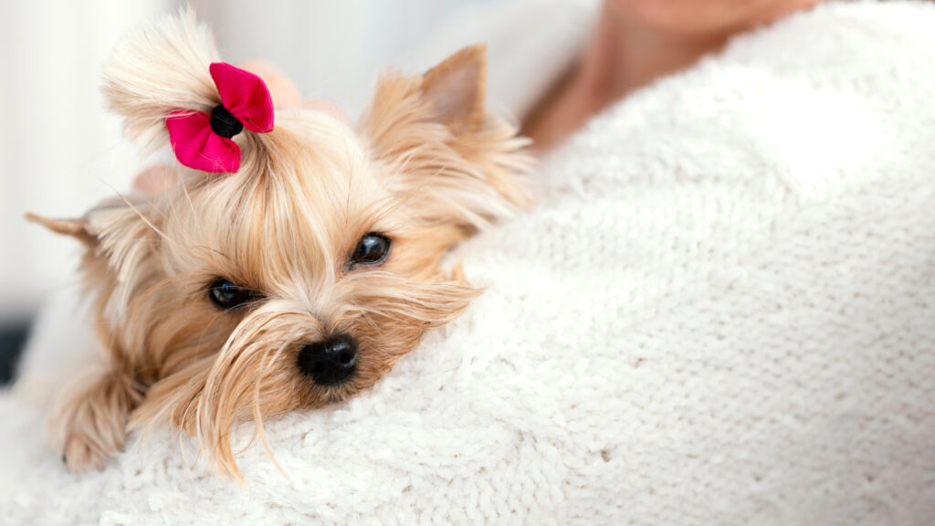 sampon-pentru-caini-bichon-2