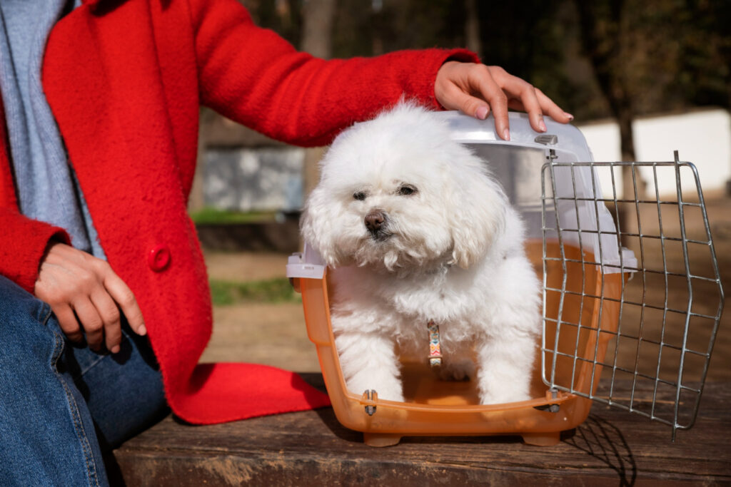 sampon-pentru-caini-bichon-3