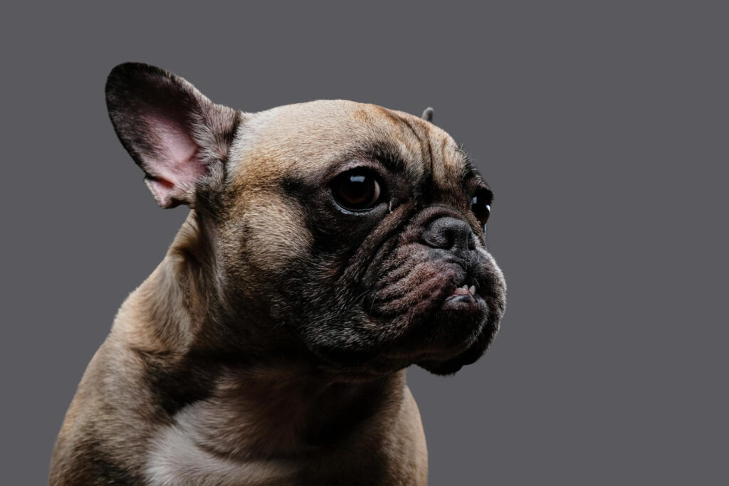 mancare-bulldog-francez-caracteristici