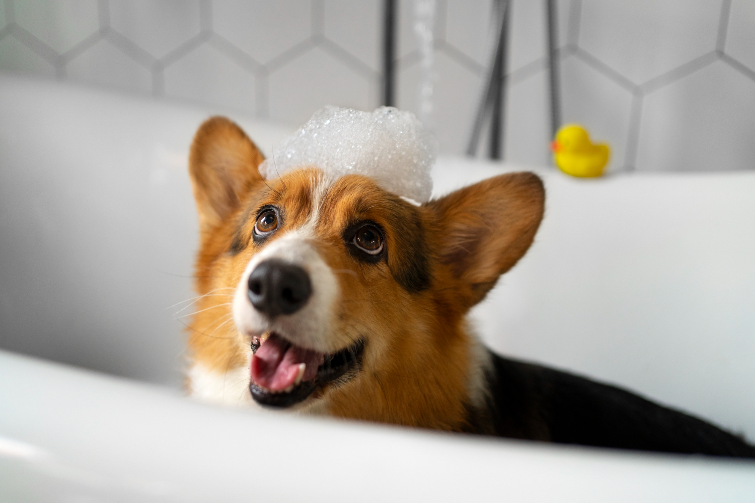 Șampon câini folosit corect – câine corgi spălat în cadă, cu spumă pe cap, imagine reprezentativă pentru alegerea unui șampon pentru câini sigur