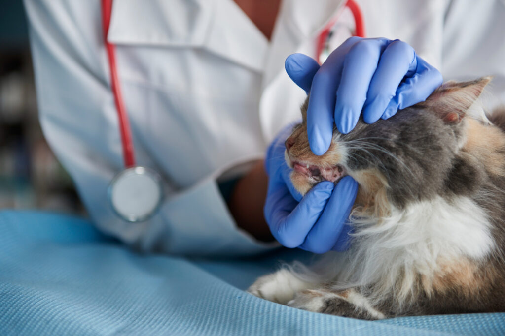 Control veterinar al danturii la pisică după folosirea pastei de dinți pisici