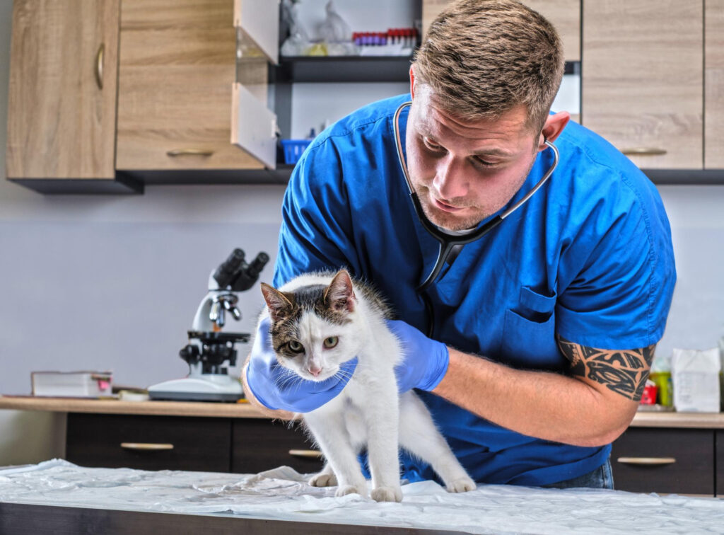 Consult veterinar înainte de folosirea unui șampon pisici în probleme de piele