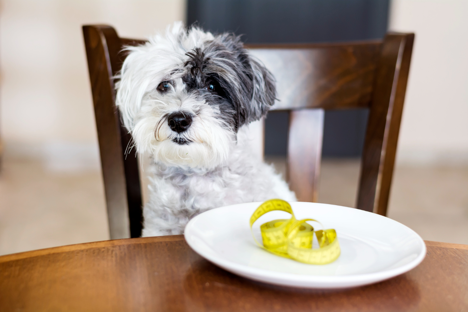 alimentatie-bichon