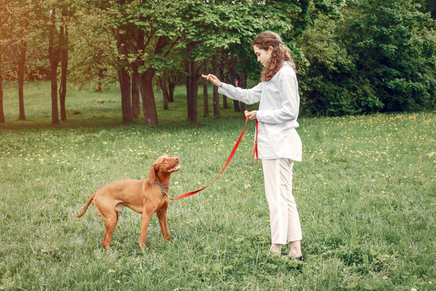 fluier-pentru-caini