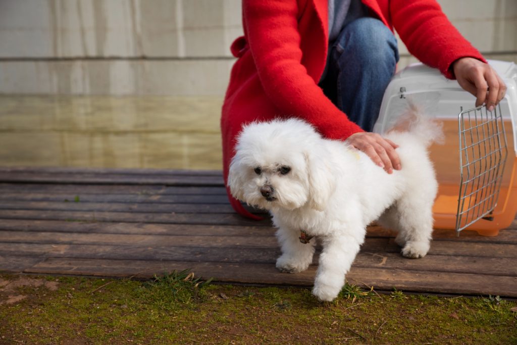 bichon-frize-2
