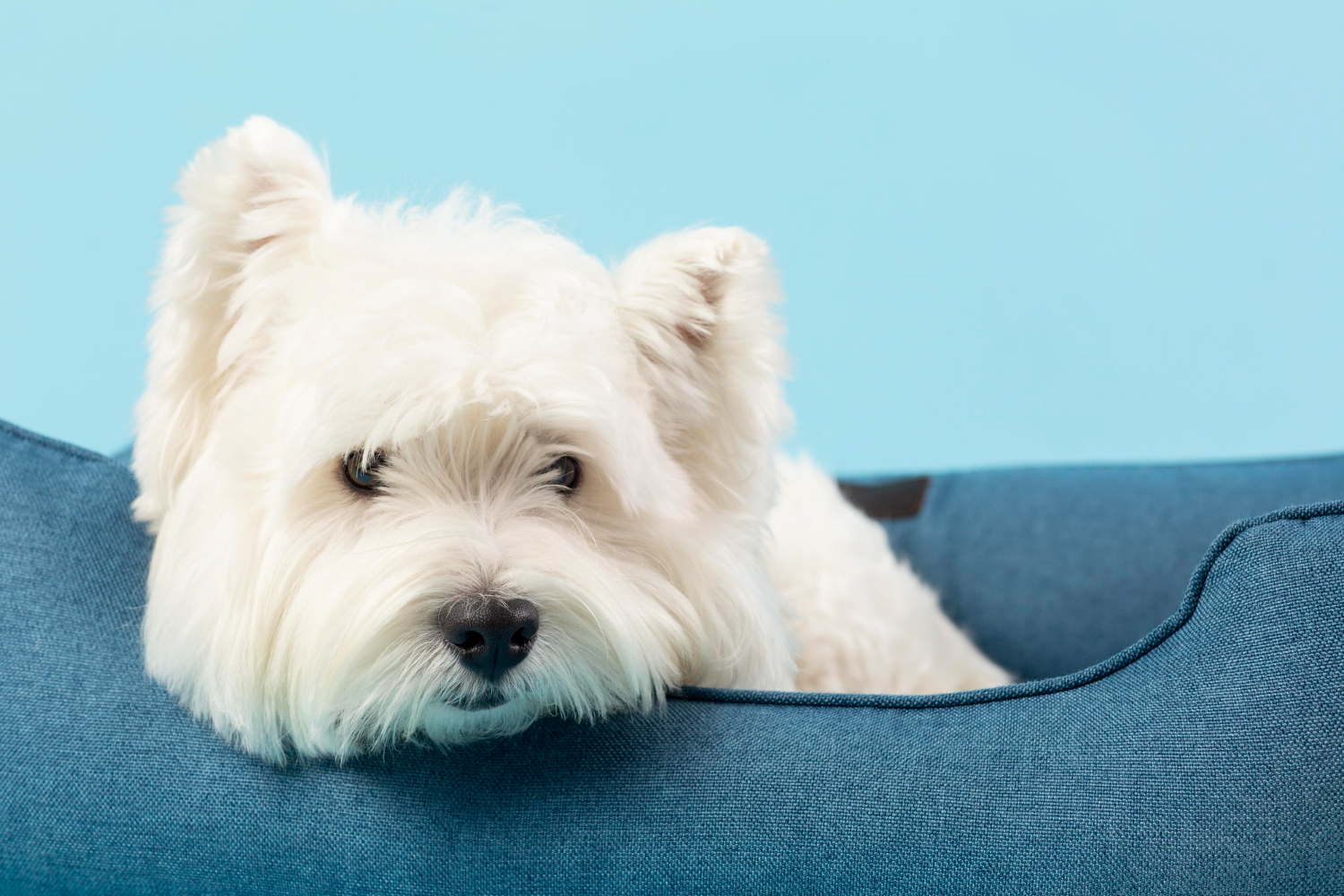 bichon-frize