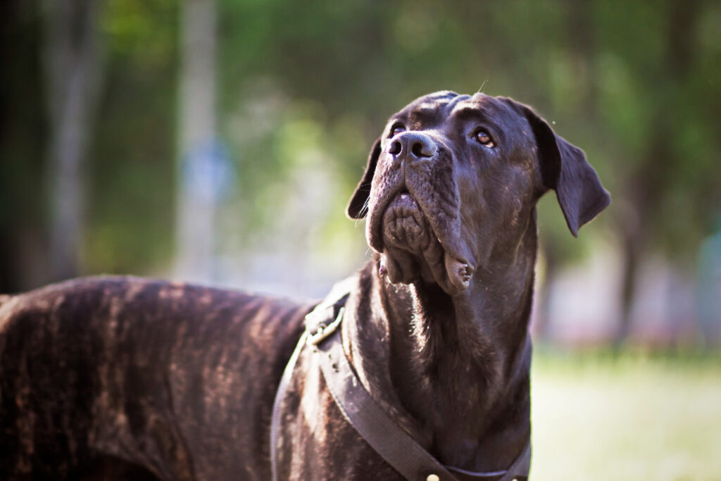 cea-mai-buna-mancare-pentru-cane-corso-2