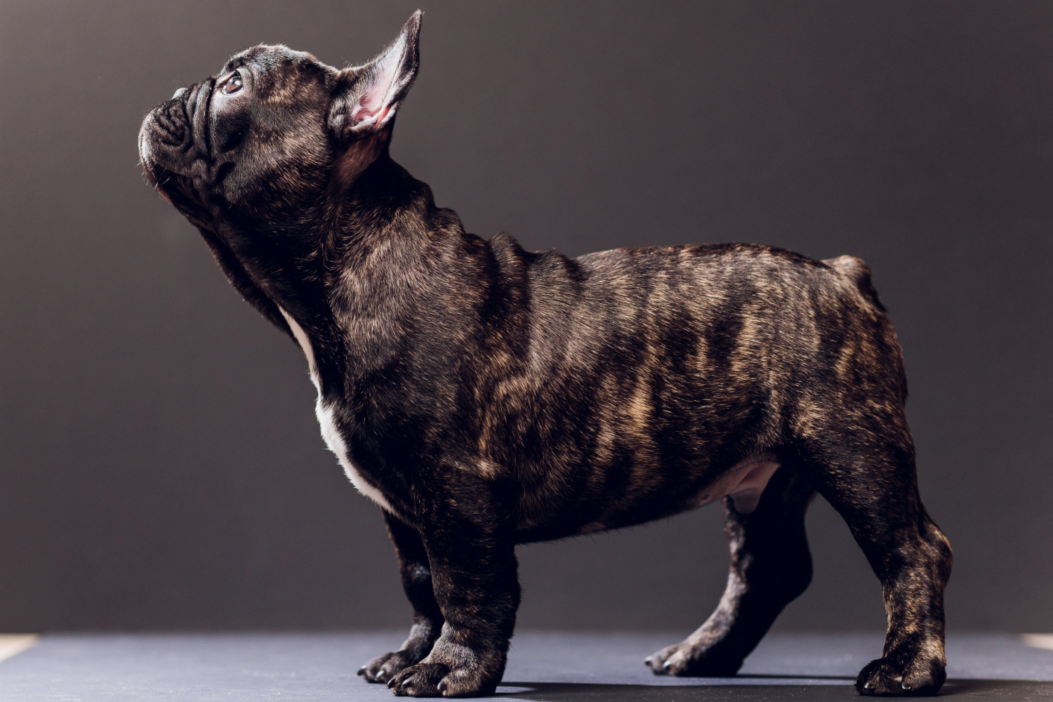 cea-mai-buna-mancare-pentru-cane-corso