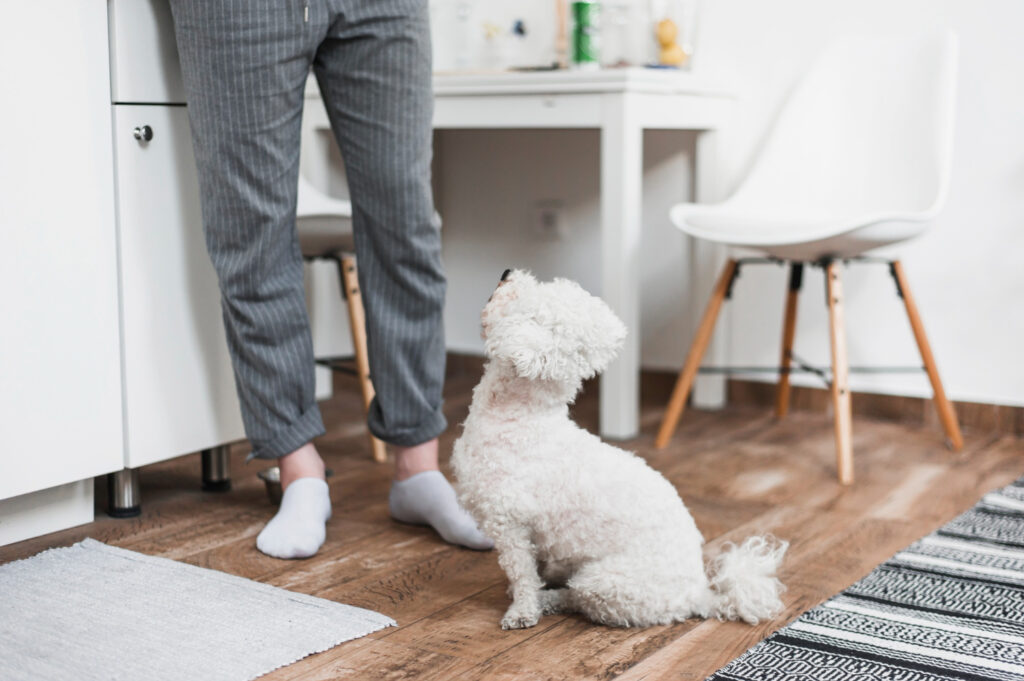 diaree-la-caini-bichon-1