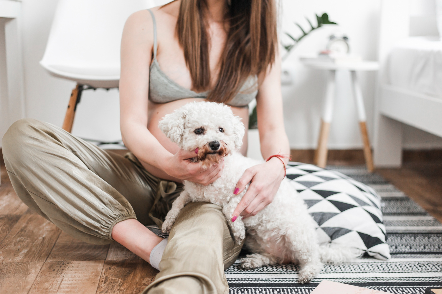 Câine Bichon ce suferă de diaree.