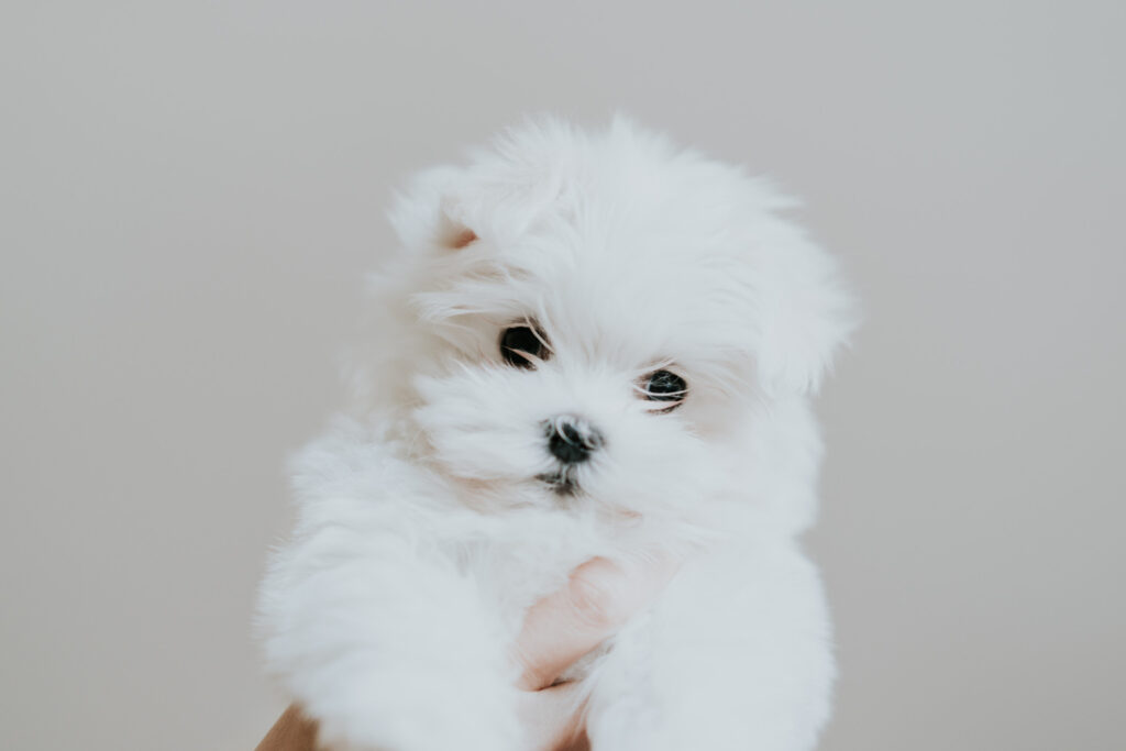 tratament-otita-bichon-1